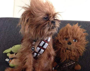 趣味《動物相似顏》你說到底是誰像誰啊