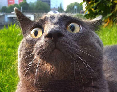 《貓咪出門初體驗》你家貓咪喜歡出門散步嗎!?(驚)