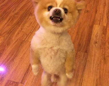 《站立犬金蛋》博美剃完毛站起來像要理論：為什麼把我剃的這麼醜