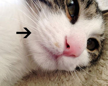 《貓咪的鬍鬚墊》嘴巴兩側那ω小可愛竟然有正式名稱（戳戳）