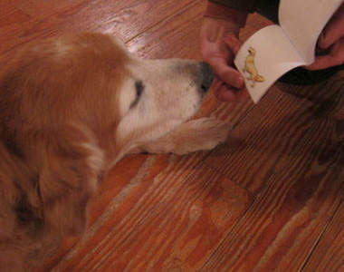 超可愛《動物翻頁書》從文字變成一隻小動物 真是太有趣了