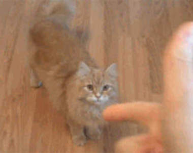 《對寵物開槍》砰砰!寵物的反應是....?