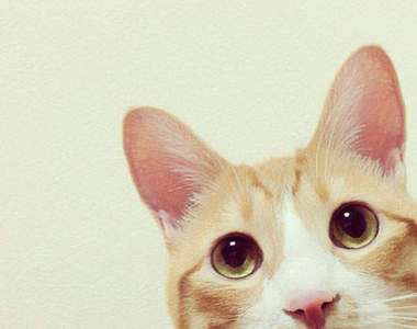 《小病貓小麥》每天都與心臟病搏鬥的Instagram人氣貓