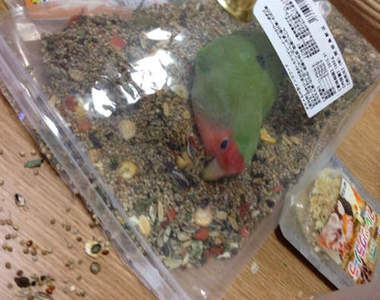 《小鸚鵡》趁著主人不注意時竟然偷偷跑去...