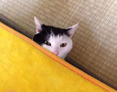 貓咪占領電熱毯事件頻傳（躺）人類究竟該何去何從...