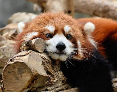 《小貓熊》唯一不會讓人混淆的就是絕對級可愛♡(´Д｀ )   