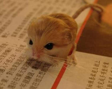 天使《可愛跳鼠》只和500円硬幣一樣小