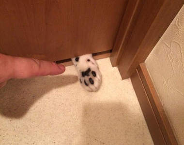 《貓肉球陷阱》你按耐得住想按貓肉球的衝動嗎?