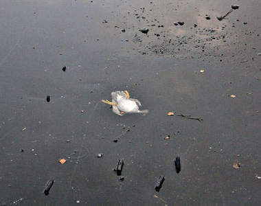 超暖心《拯救冰河裡的鴨子》看了我的心都暖暖的 ❤