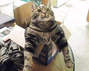 25個《傲嬌貓咪》是你老大的象徵到底是什麼www