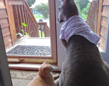 《貓、袋鼠與食蟻獸》家裡儼然成為動物園