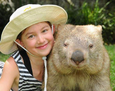 討摸肚肚《超萌袋熊》澳洲動物怎麼都這麼可愛♥