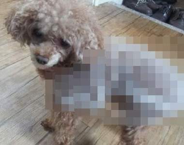 《超有事自製寵物衣》確定寶貝穿上去會開心嗎www