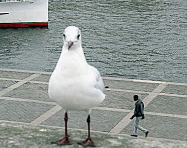 《錯視照片》我沒看錯全是它的錯