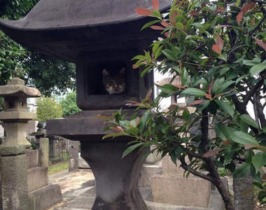 《貓的靈異照》就...就叫你不要在墓地亂拍照了吧...((ﾟﾟДﾟﾟ