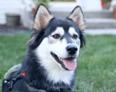 《3D列印技術拯救狗狗》這影片溫馨的讓我眼睛流汗了