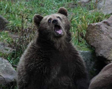 熊出沒注意　攝影的時候請小心轉角遇到熊！？