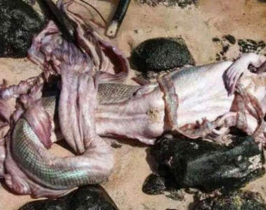 《證實美人魚的存在》真的假的？人魚屍體現身？