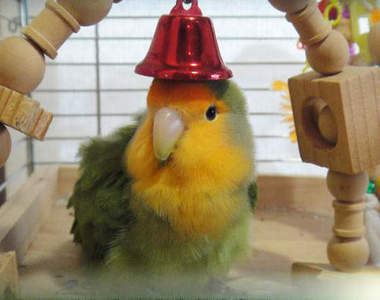 《無所不能奇拆的鸚鵡》再拆下去會不會拆房子啊XD