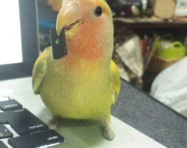 《鸚鵡的鍵盤拆解》為什麼大家都喜歡找鍵盤麻煩呢？wwww