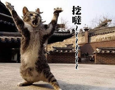 《忍者貓》人家飛簷走壁不需要替身喵的辣ΦᴗΦ