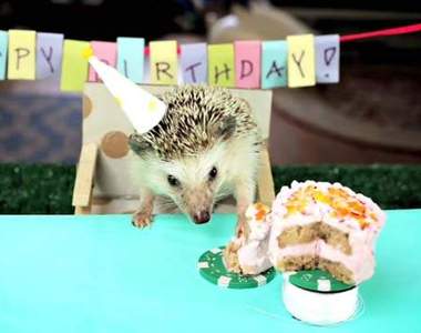 《小刺蝟過生日》邀請小倉鼠一起來吃小小蛋糕♡