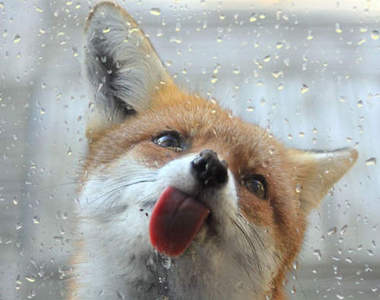 萌《狐狸怎麼叫？》絕對不是像歌裡那樣叫