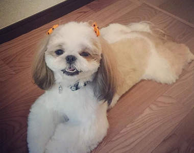 《內建雙馬尾的狗狗》擁有萌的必備因素就狂賣萌的西施