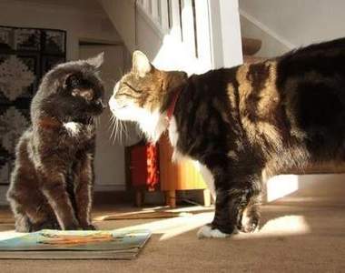 《喵星人想殺人的七大跡象》奴才知錯大人請息怒阿