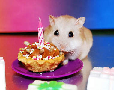 《哈姆太郎慶生會》是不是應該要有倉鼠日呀？