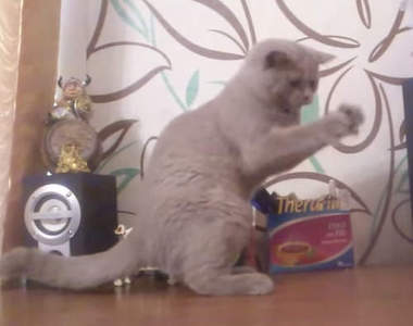 《貓的抓不住你》音樂動次動次動次動次快要聾了