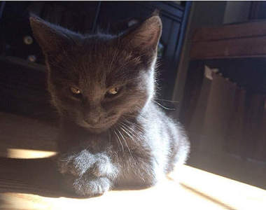 女生那個來 就像這些貓動圖一樣...不。要。惹。我(怒)