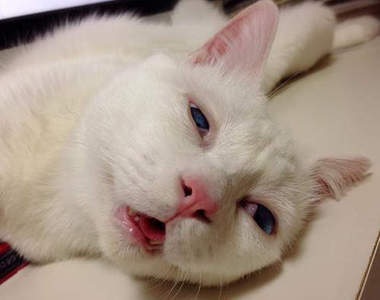 網漫《貓咪的心情》說穿了人類就是貓的奴隸吧（攤手）