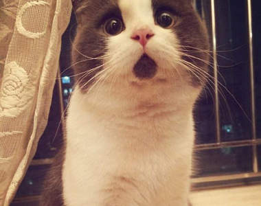 永遠《O型嘴的貓》牠可沒有張嘴唷www Φ౪Φ