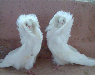 《高貴的鴿子》圍上圍巾看起來相當保暖呢～