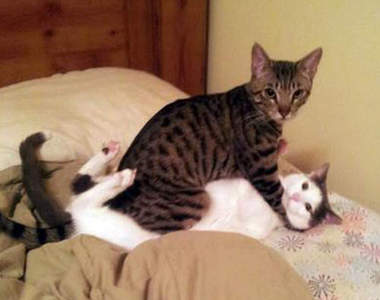 大江戶BL漫畫《貓咪BL》這股又萌又想吐槽的感覺究竟是www