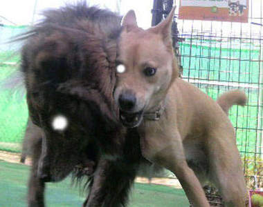 墨西哥狗身怪獸 一張張拍下的照片感覺毛毛der