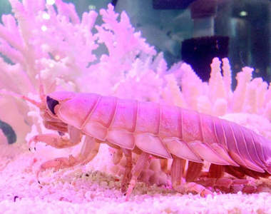 珍奇美食《酥炸漂水蝨》日本水族館超限定推出(・∀・;)