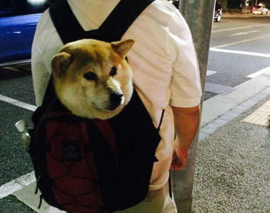 《可愛包包狗》主人帶我一起出門嘛～拜託～