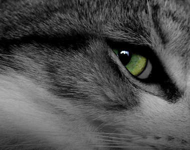 《貓眼的奧秘》竟然還能拿來當作古人的天然時鐘！？