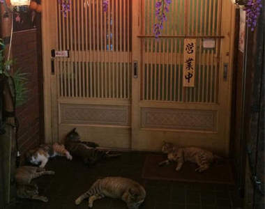 《貓的壽司店》想吃到美味壽司還要先通過我們這一關(擋)