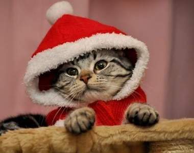《超好笑聖誕貓》可愛又好笑的新版聖誕貓裝登場