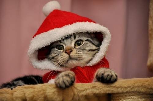 《超好笑聖誕貓》可愛又好笑的新版聖誕貓裝登場 - 圖片1