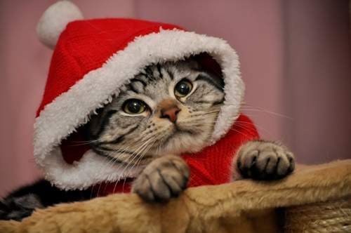 《超好笑聖誕貓》可愛又好笑的新版聖誕貓裝登場 - 圖片2