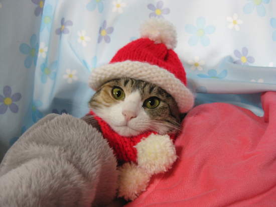 《超好笑聖誕貓》可愛又好笑的新版聖誕貓裝登場 - 圖片3
