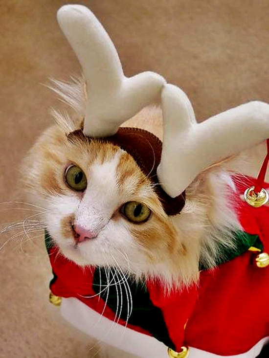 《超好笑聖誕貓》可愛又好笑的新版聖誕貓裝登場 - 圖片4