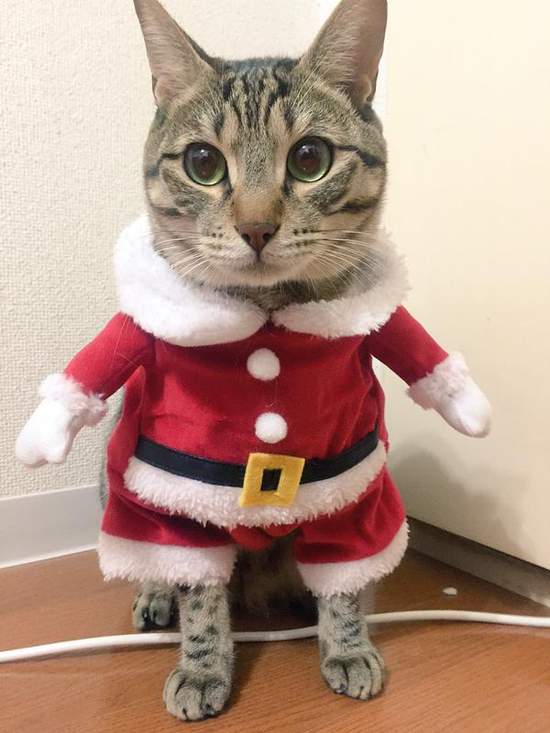 《超好笑聖誕貓》可愛又好笑的新版聖誕貓裝登場 - 圖片5