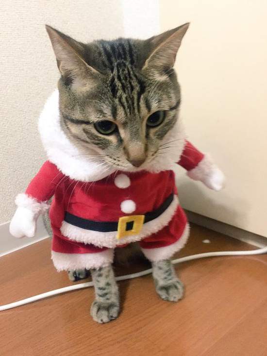 《超好笑聖誕貓》可愛又好笑的新版聖誕貓裝登場 - 圖片6