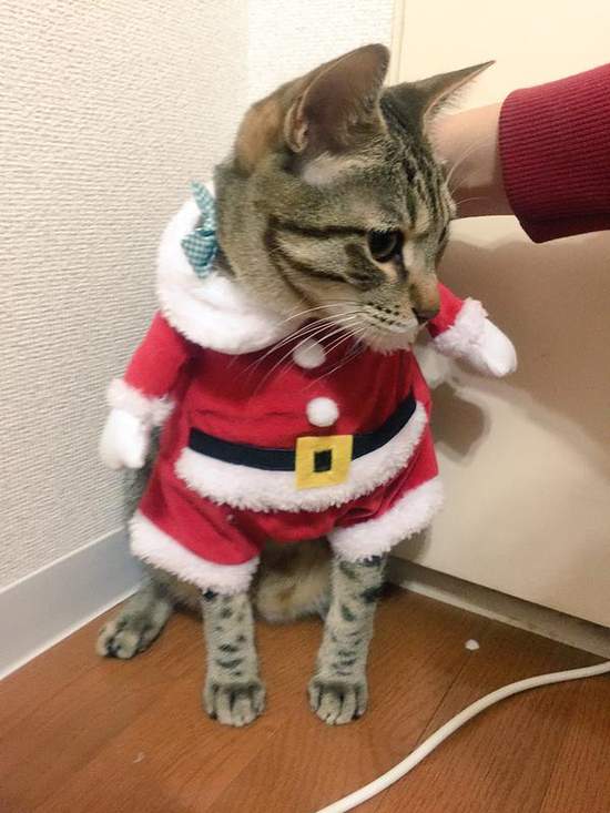 《超好笑聖誕貓》可愛又好笑的新版聖誕貓裝登場 - 圖片7