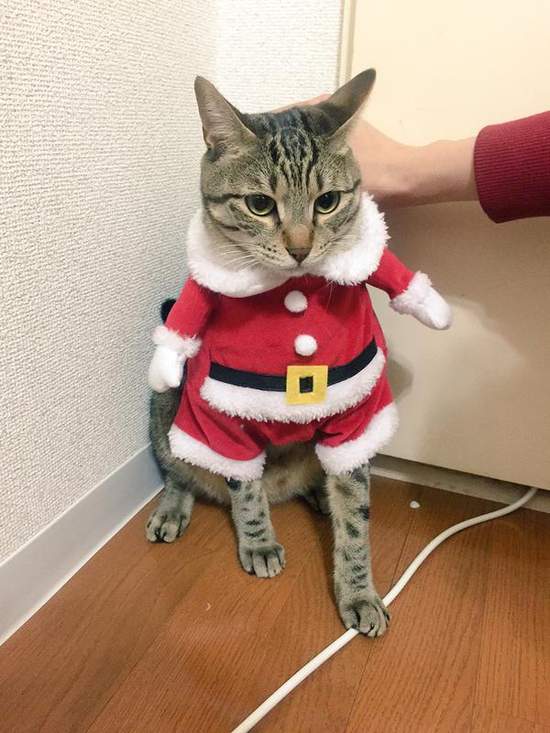 《超好笑聖誕貓》可愛又好笑的新版聖誕貓裝登場 - 圖片8